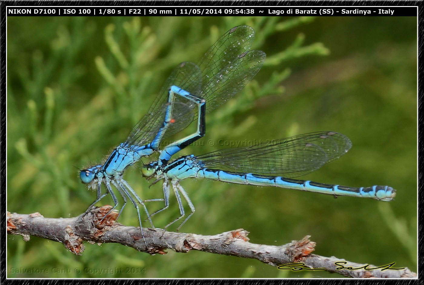 Coenagrion scitulum, accoppiamento da Baratz (SS)